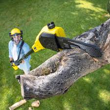 Best Tree Health Inspection  in Joanna, SC
