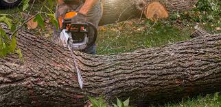 Best Tree and Shrub Care  in Joanna, SC