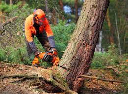 Best Root Management and Removal  in Joanna, SC