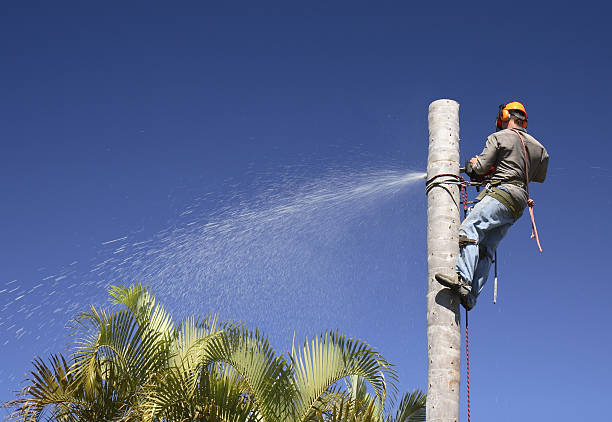 Best Tree Preservation Services  in Joanna, SC