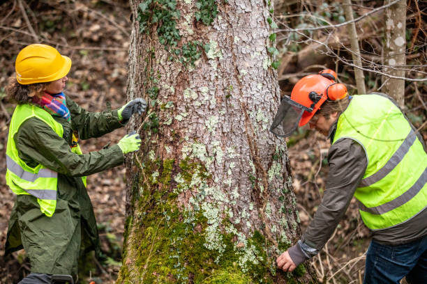 How Our Tree Care Process Works  in  Joanna, SC