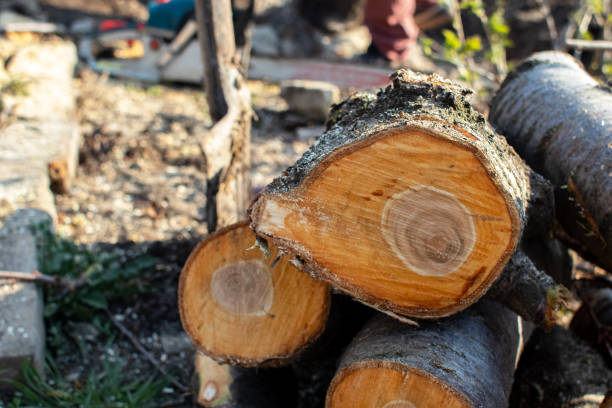 Best Storm Damage Tree Cleanup  in Joanna, SC